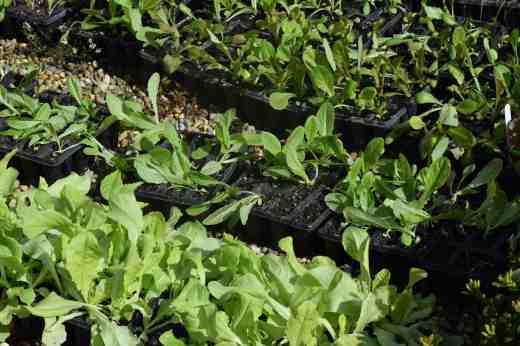 The key to growing lettuce is to keep on sowing them and as soon as I have some ready for planting out I sow some more. I also grow lots of different varieties to try to avoid a glut. I am also growing a few mixtures to spread the cutting times. The greenhouse-grown salad leaves and lettuce are at their peak now and will have to be removed in mid to late  April to make room for the tomatoes and, by then, I will be able to cut some of these.