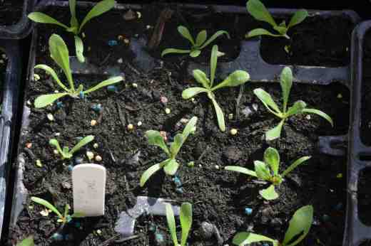 I am growing more flowers for drying this year and am making sure I have plenty of statice (limonium). I am growing a mixture this year though. Statice is easy enough to grow but I discovered that slugs and snails like the taste of helichrysum (bracteantha) even more than hostas!