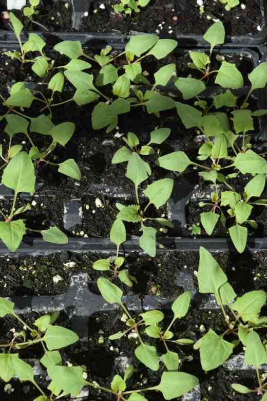 Not something I grow every year, this is Chenopodium capitatum, sometimes known as strawberry sticks or strawberry blite. Related to spinach, it has leaves that can be eaten and berry-like fruits that look tasty but prove that looks aren't everything. I sowed a couple of seeds per cell. I will plant out at the end of April.