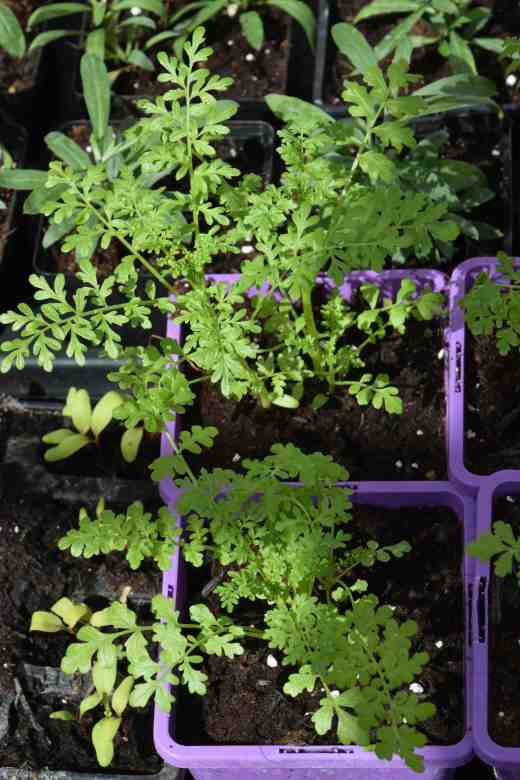 The early March-sown schizanthus are doing well and although most are in my standard small cell trays I have potted some in large pots, three plants in each. I hope these will make nice, bushy plants this way. I really like schizanthus and although they do not flower as long as most bedding plants the delicate shape of the flowers and the marvelous array of colours is unique. 