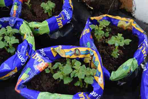 My 'Queens' in the greenhouse almost ready for their first 'earthing up'
