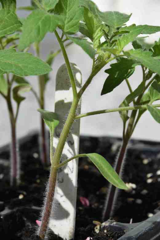 Tomatoes sown on February 23