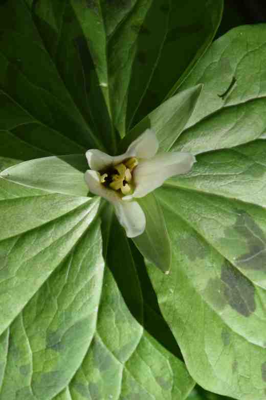 trillium albidum3