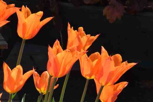 'Ballerina' in a pot