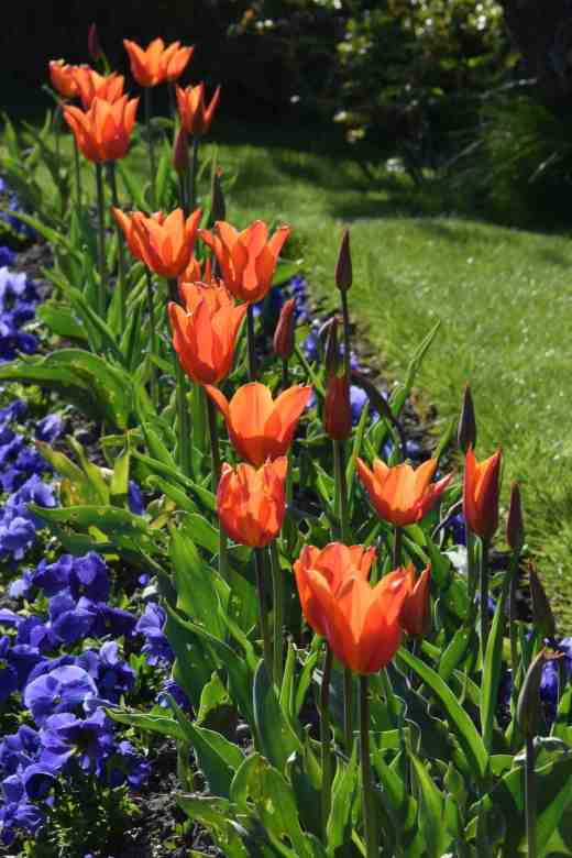 'Ballerina' in a bed with blue pansies
