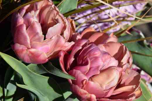 tulip la belle epoque4