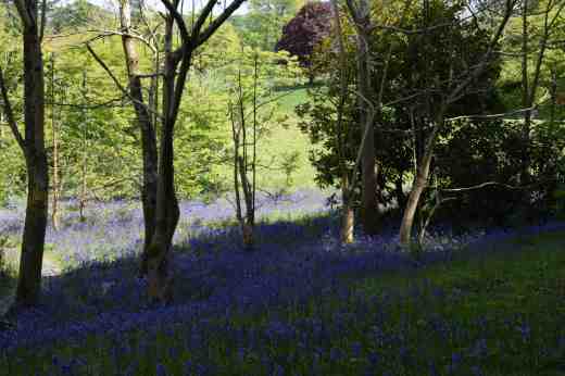 Bluebells are surely our most spectacular native flowers