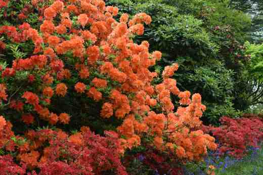 Not too subtle - a mass of deciduous rhododendrons