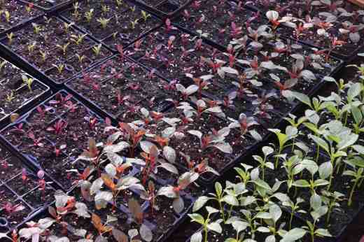 My other big aim this year is to focus on amaranths and I am growing a wide range, from those with coloured leaves mainly for display to those that are grown for seed. I usually sow them direct in cell trays but have never quite been happy with how they grow so sowed them in the propagator and pricked then out into cells. After a slow start they are starting to move now and I am happy with them. I am growing seven varieties and 50-60 of each