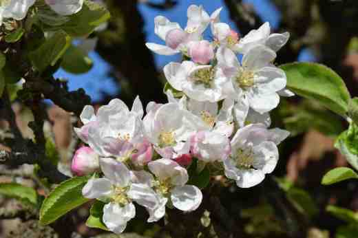 Some of the apple blossom is now at its peak with more still to open. I am worried that the frosts and cold weather of the past few weeks will mean we get poor pollination but we will find out if that is so in the next month when the fruitlets form or the flowers just drop off