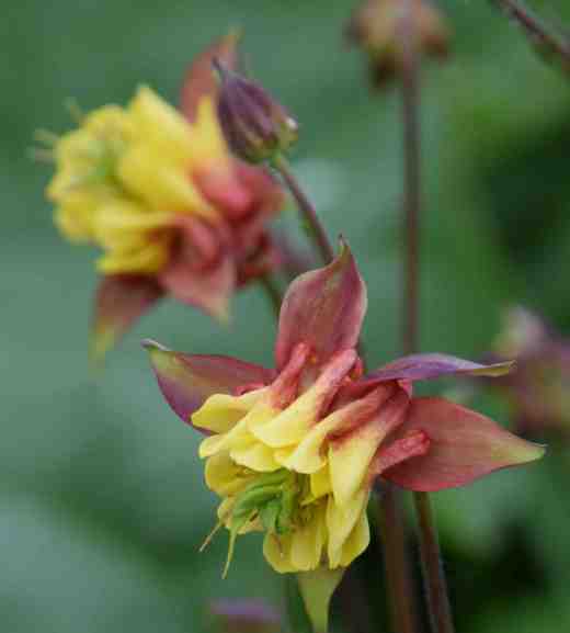 aquilegia 10