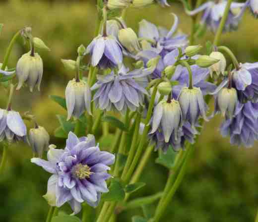 aquilegia 12