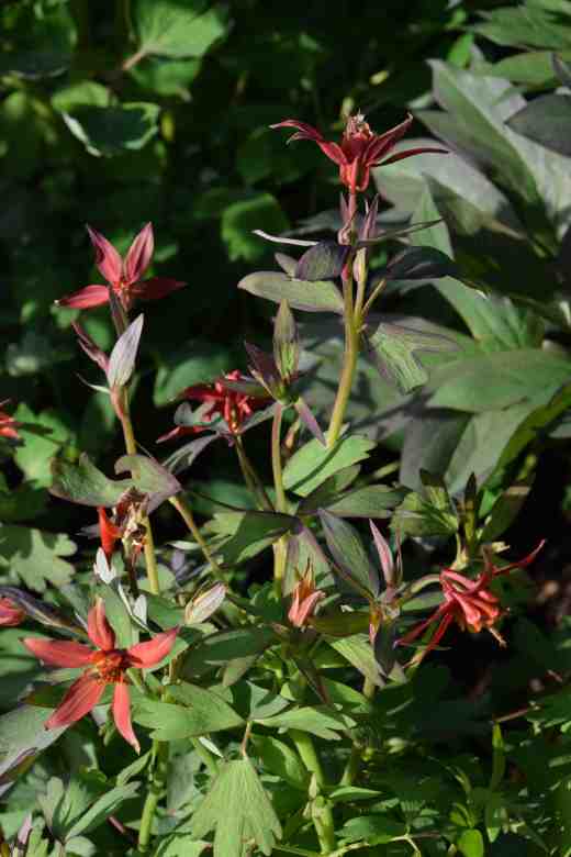 The most remarkable of all are some red-flowered plants. They stood out from the start because of their bronzed foliage but as they have begun blooming they really look very odd. At first I thought they were freaky and nasty but as the flowers have matured I am beginning to like them. The flowers are solitary so the plants have a small bud count and the blooms face upwards or sideways rather than hang but what makes them unusual is that they have VERY small petals so the flowers are starlike. THey are carried just above the foliage on compact but not dwarf plants. So although the flowers are small, overall the plant is really nice. I need to collect seeds of these I think