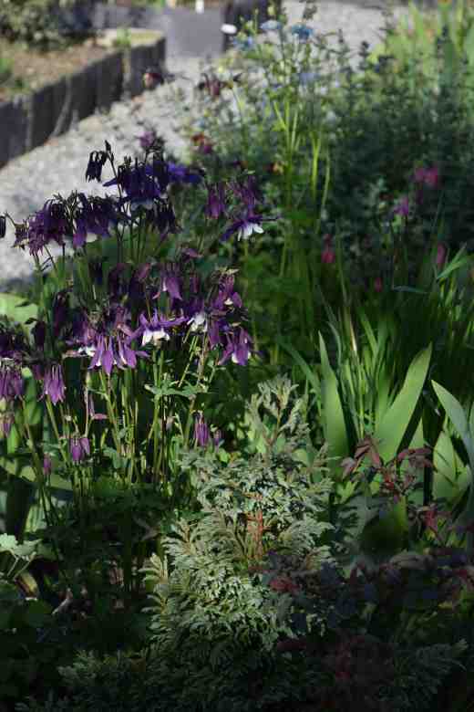 A purple and white in the blue border. I like this one, though it is hardly exceptional.