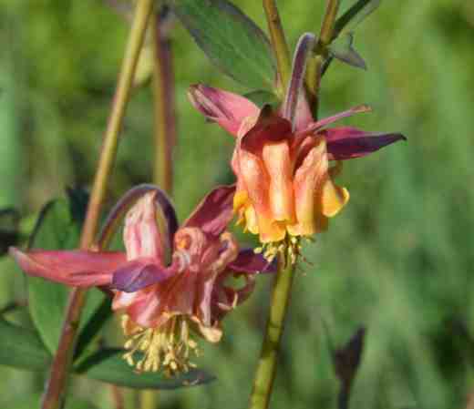 Now this one I don't like! I really dislike the muddled doubles where the spurs get jumbled and can't push through the five sepals at the top of the flower. Aquilegias are named after 'aquila' meaning eagle for the claw-like nectaries and also columbines after columba meaning dove. The flowers do look like a ring of five doves but this one looks a mess. The colours are interesting though.