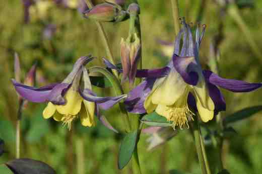 A satisfying combination of colours that mimics one of my favourite iris 'Edith Walford'