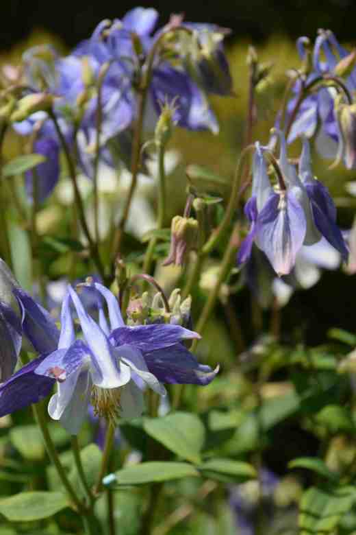 Some blue and whites have intriguing stripes in the petals and although you can't really see it in this photo they are really quite unusual. I will take more photos.