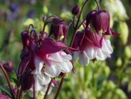 I don't get that excited about doubles but this one is cute enough