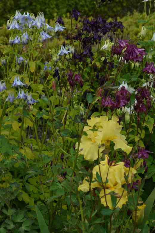 aquilegia 6