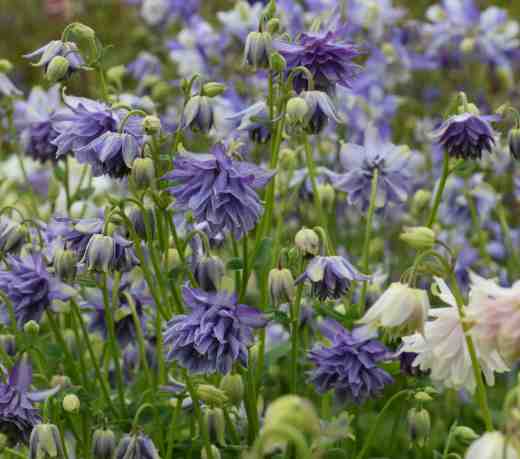 aquilegia 7