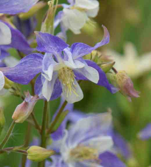 aquilegia 9