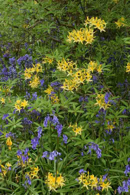 Rhododendron mollis with small, yellow flowers mixed in with bluebells