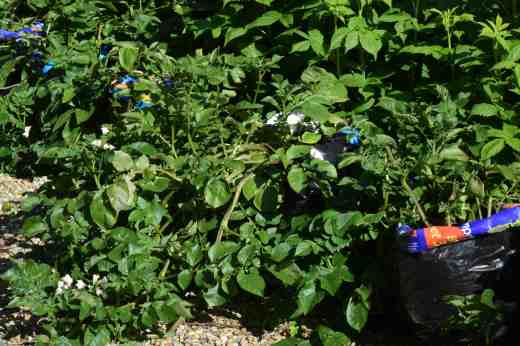 The bags are not pretty but they are growing well and I am hoping for a decent crop. They started life in the greenhouse, planted in early March. Early potatoes should be ready to harvest about 10 weeks after planting so it shouldn't be long now.