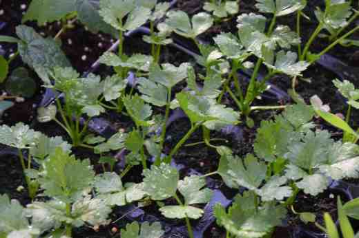 One of my aims this year is to get a decent crop of celeriac. This needs sowing early and the seedlings are tiny at first. After a slow start they are doing really well and will be ready for planting soon. Getting everything ready for planting out when the weather is likely to be frost-free is one of the most tricky aspects of gardening