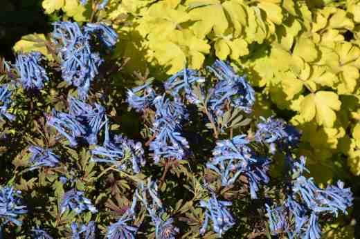 Corydalis flexuosa and yellow-leaved aquilegia