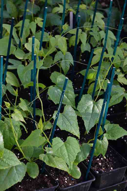 Although the very small fruits of Cyclanthera explodens are edible I am growing it purely for the excitement of those mature pods rupturing with the lightest touch and scaring unsuspected visitors