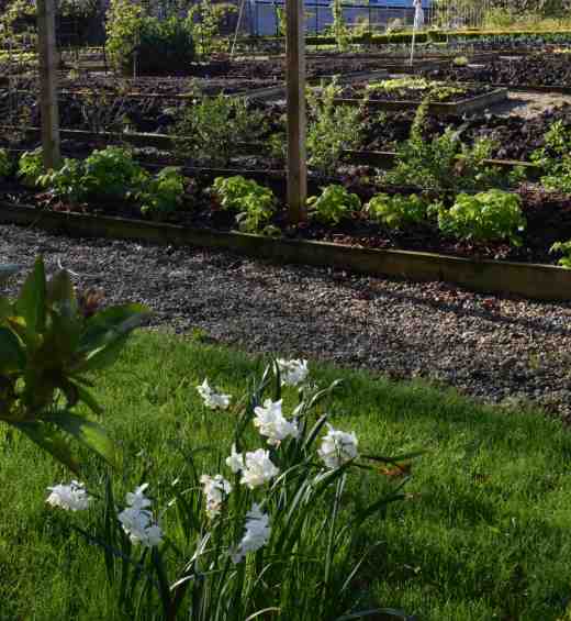 Beds with autumn-raspberries in the foreground and then gooseberries and red currants