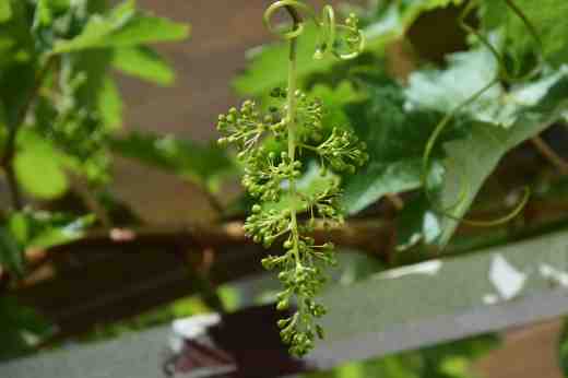 grape flowers