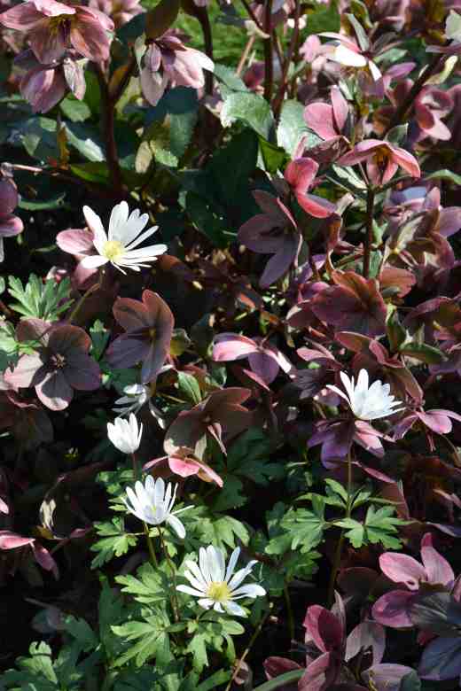 Helleborus 'Pirouette' and white anemone blanda