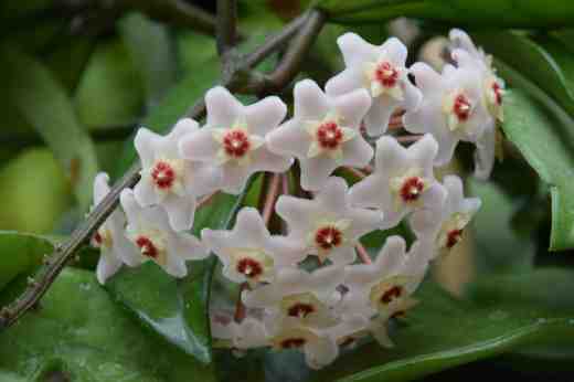 hoya carnosa