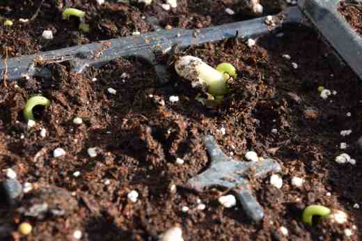 And only five days after sowing, the 'Hunter' French beans are already pushing through the compost. Because French beans HATE cold soil I always sow the climbing French beans in cell trays in warmth. I will sow dwarf varieties in situ in June for a later crop when the soil is nice and warm. Climbing French beans crop over a long period and are more reliable than runner beans - but I grow them too