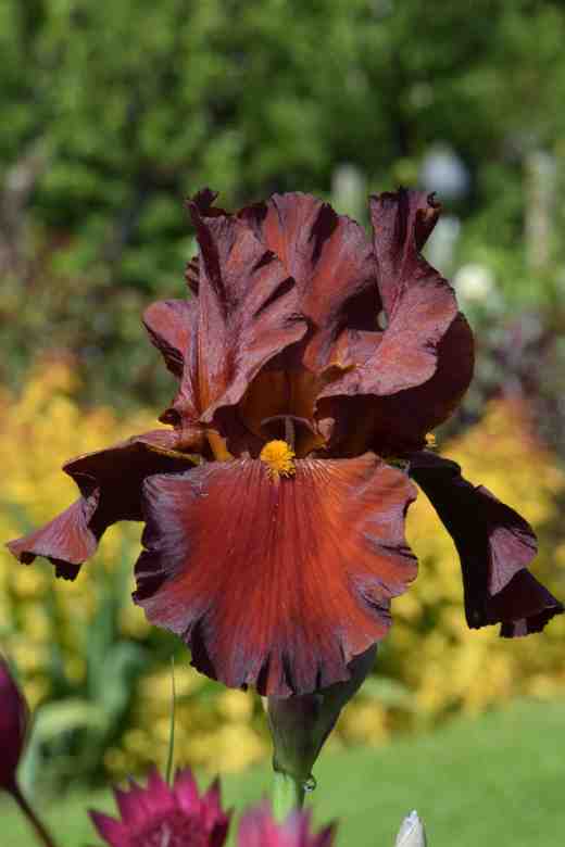 iris gallant moment