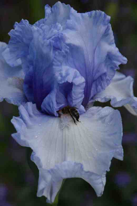 iris la part des anges 2