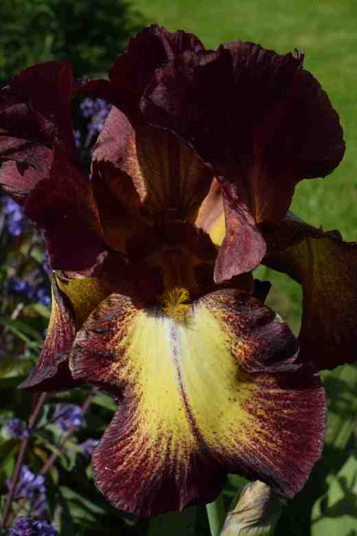 iris provencal