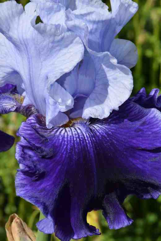 iris world premiere2