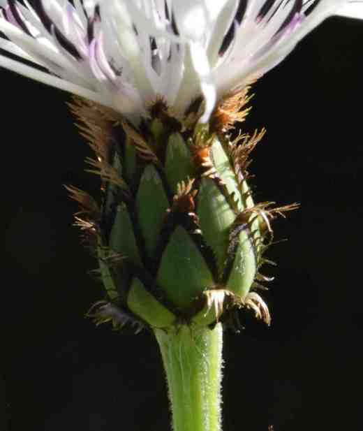 Even the bracts around the flowers (yes I know they are really inflorescences) are beautiful