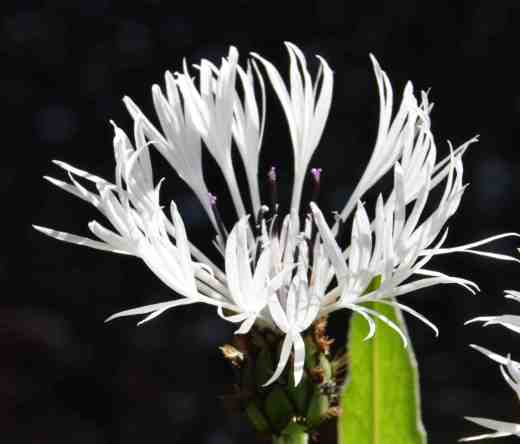 'Lady Flora Hastings'