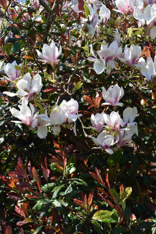 Magnolia x soulangeana and Photinia 'Red Robin'