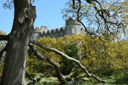 From here there is a view of the castle through a truly huge sessile oak (Quercus petraea) with widely spreading branches that sprawl across the ground