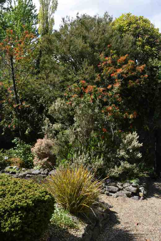 Embothrium in the chicken yard