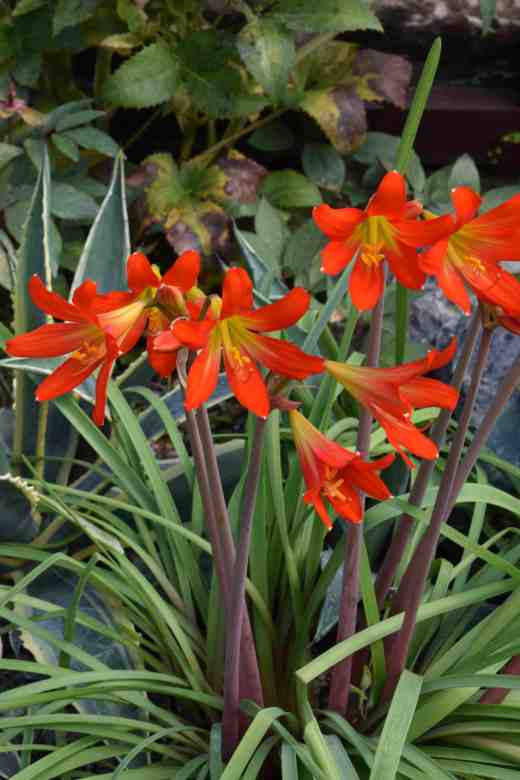 That red flash was one of several clumps of rhodophiala, a bulb from Chile but I am not sure what species