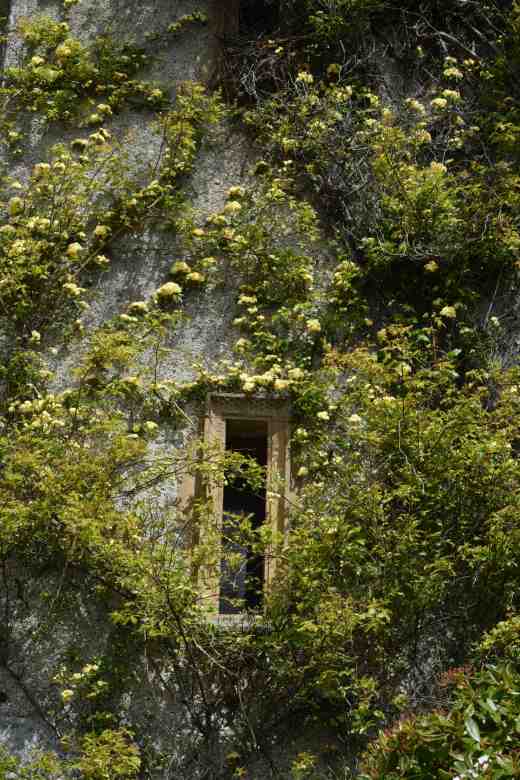 Rosa banksiae 'Lutea' on the castle wall