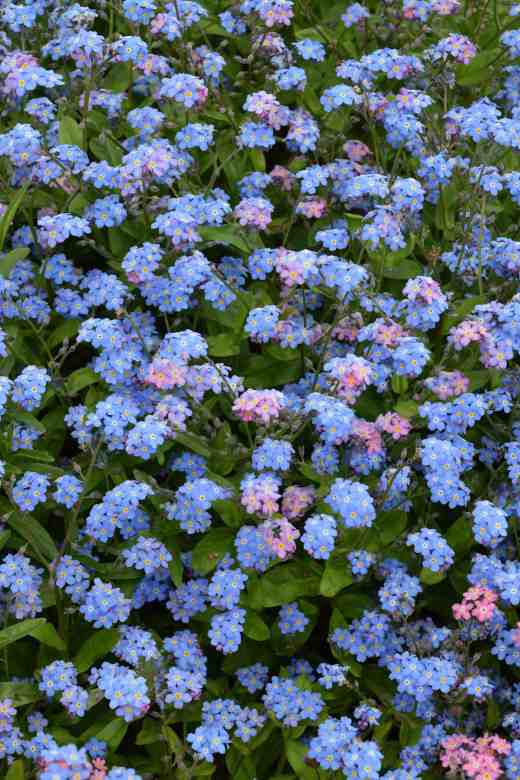 Blue and pink getting mixed up