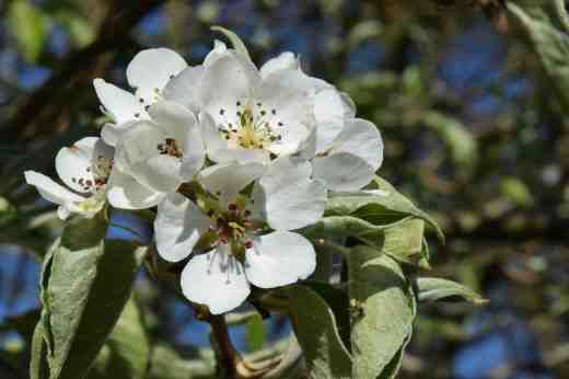 The pear blossom has been prolific but is almost over now