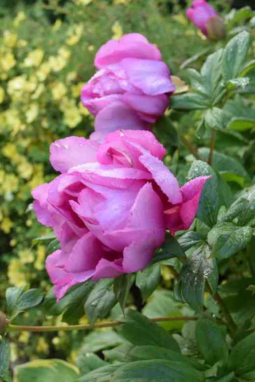 peony first arrival3