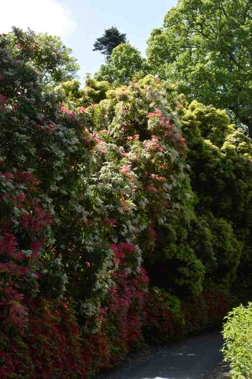 How big is your pieris? A metre high? These monsters are 5m and covered in flowers and fresh foliage